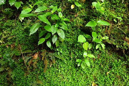 African Club Moss (Selaginella kraussiana)
