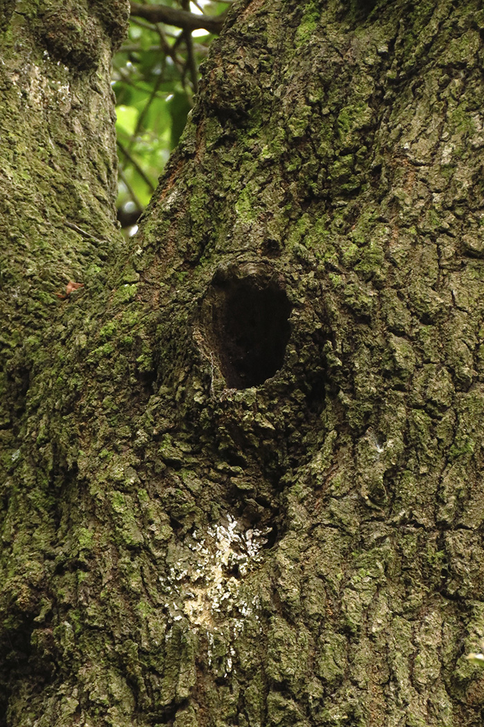 Ngaio with birds nest